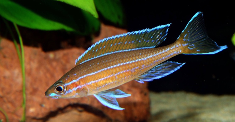 Paracyprichromis nigripinnis